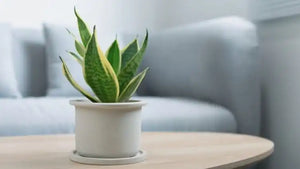 7 House plants to keep you healthy!